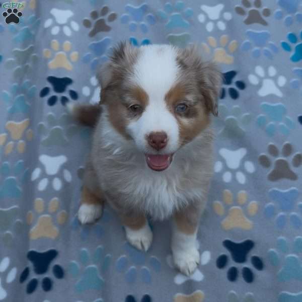 Rain, Miniature Australian Shepherd Puppy