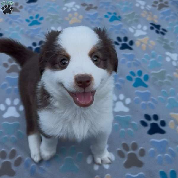 Willow, Miniature Australian Shepherd Puppy