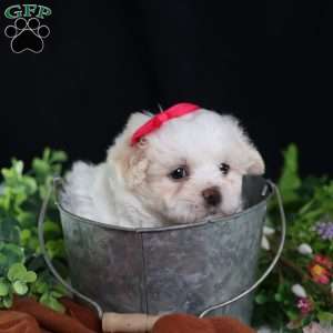 Polly, Teddy Bear Puppy