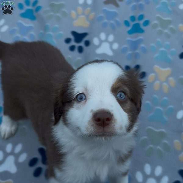 Honey, Miniature Australian Shepherd Puppy