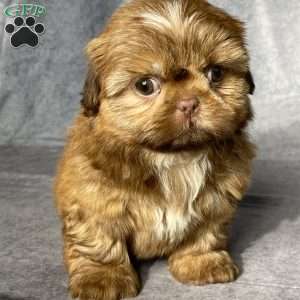 Cain, Shih Tzu Puppy