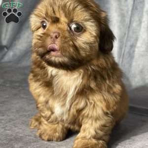 Cain, Shih Tzu Puppy