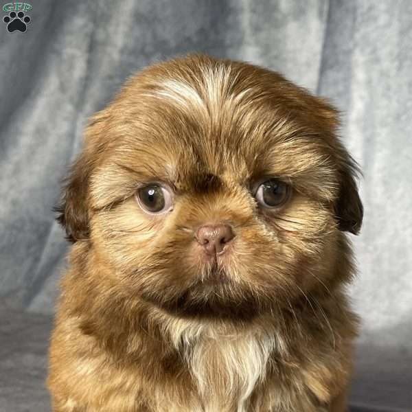 Cain, Shih Tzu Puppy
