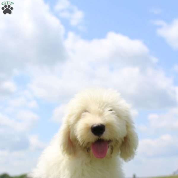 Harper, Old English Sheepdog Puppy