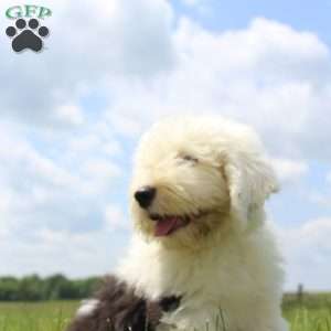 Harper, Old English Sheepdog Puppy