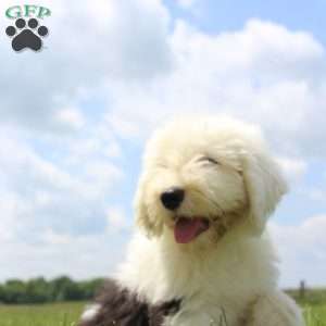 Harper, Old English Sheepdog Puppy