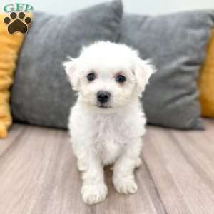 Biscuit, Bichon Frise Puppy