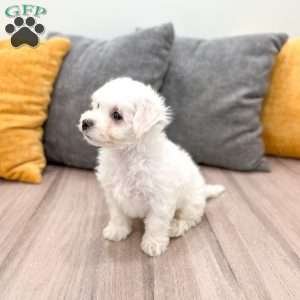 Biscuit, Bichon Frise Puppy