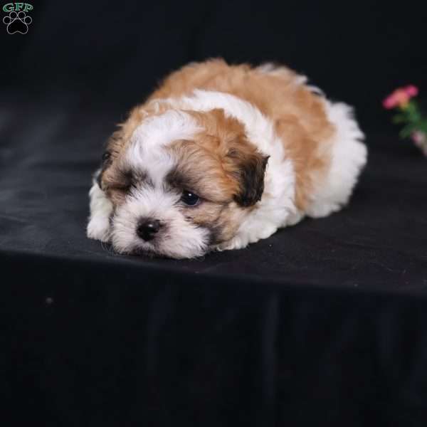 Parker, Teddy Bear Puppy