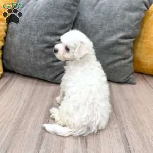 Biscuit, Bichon Frise Puppy