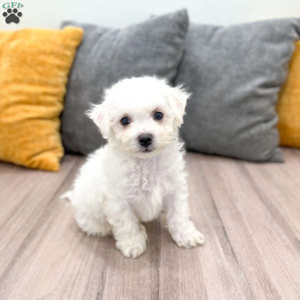 Biscuit, Bichon Frise Puppy
