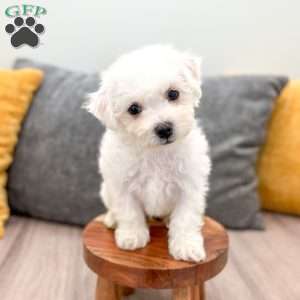 Biscuit, Bichon Frise Puppy