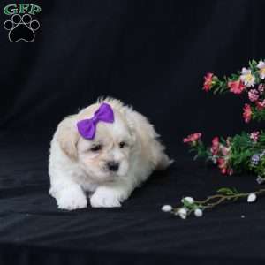 Panda, Teddy Bear Puppy