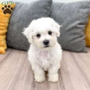 Daisy, Bichon Frise Puppy