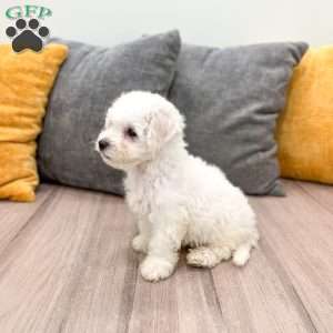 Daisy, Bichon Frise Puppy