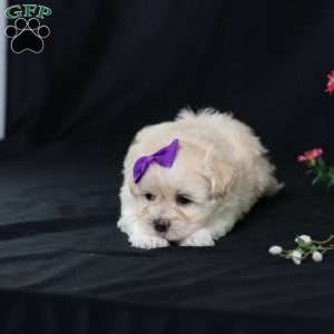 Panda, Teddy Bear Puppy