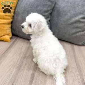 Daisy, Bichon Frise Puppy