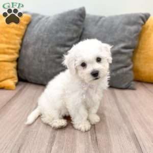 Daisy, Bichon Frise Puppy