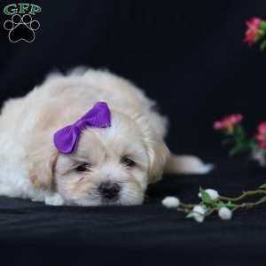 Panda, Teddy Bear Puppy