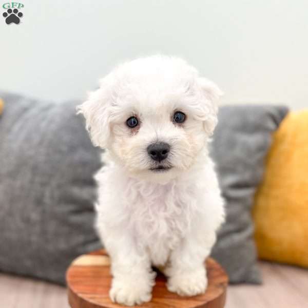 Daisy, Bichon Frise Puppy