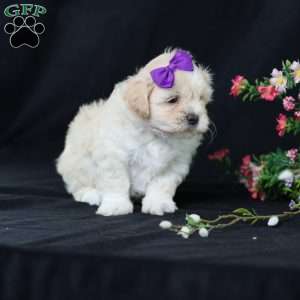 Panda, Teddy Bear Puppy