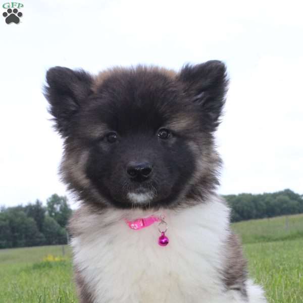Sadie, Akita Puppy