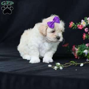 Panda, Teddy Bear Puppy