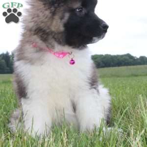 Sadie, Akita Puppy