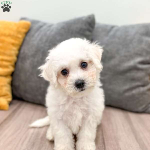 Lily, Bichon Frise Puppy