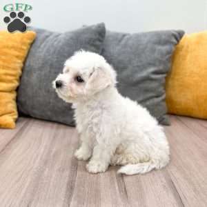 Lily, Bichon Frise Puppy