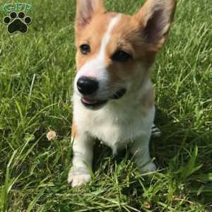 Handsome Hank, Pembroke Welsh Corgi Puppy