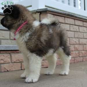 Sadie, Akita Puppy