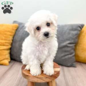 Lily, Bichon Frise Puppy