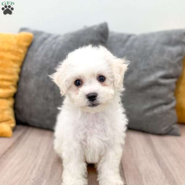 Pearl, Bichon Frise Puppy