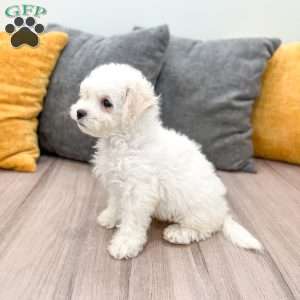 Pearl, Bichon Frise Puppy