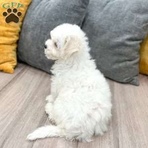 Pearl, Bichon Frise Puppy