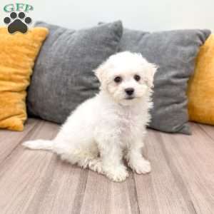 Pearl, Bichon Frise Puppy