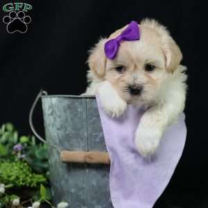 Panda, Teddy Bear Puppy