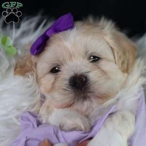 Panda, Teddy Bear Puppy