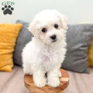Pearl, Bichon Frise Puppy