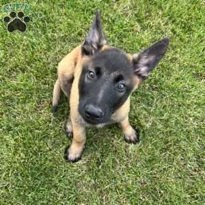 Max, Belgian Malinois Puppy