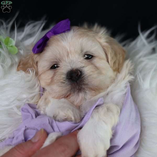 Panda, Teddy Bear Puppy