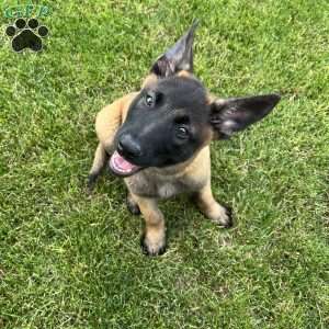 Max, Belgian Malinois Puppy