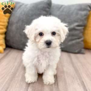 Ivory, Bichon Frise Puppy
