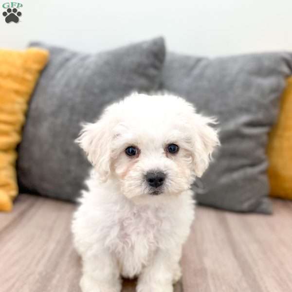 Ivory, Bichon Frise Puppy