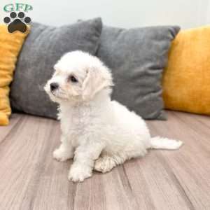 Ivory, Bichon Frise Puppy
