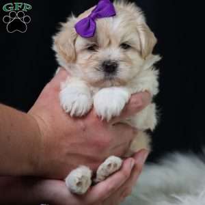 Panda, Teddy Bear Puppy