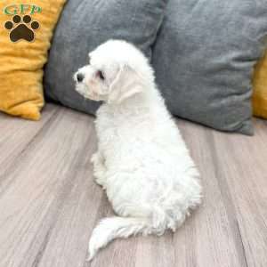 Ivory, Bichon Frise Puppy