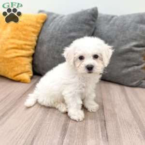 Ivory, Bichon Frise Puppy