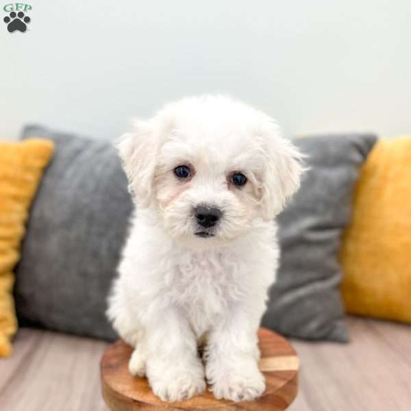 Ivory, Bichon Frise Puppy